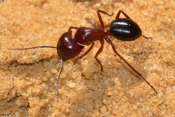 Como acabar com formigas e pragas no jardim